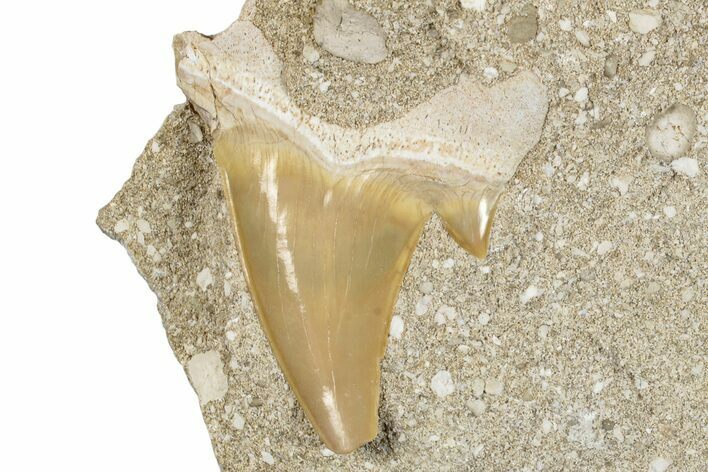 Otodus Shark Tooth Fossil in Rock - Morocco #274936